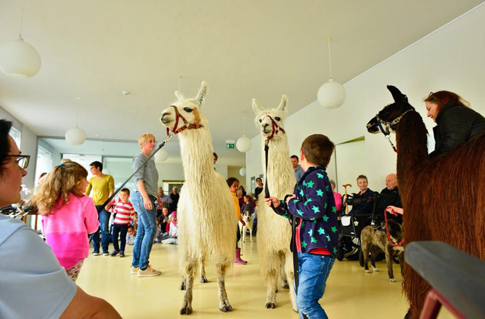 Suri Lamas im Altersheim Englisch-Gruss in Brig – die Kinder haben ihre helle Freude an den nicht alltäglichen Vierbeiner