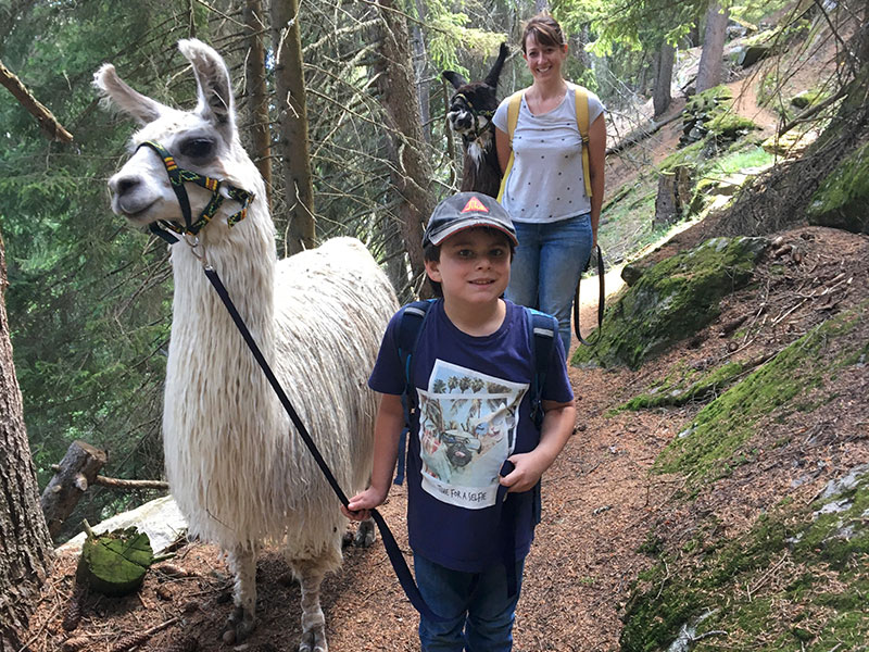 Lamatrekking im schönen Aletschgebiet