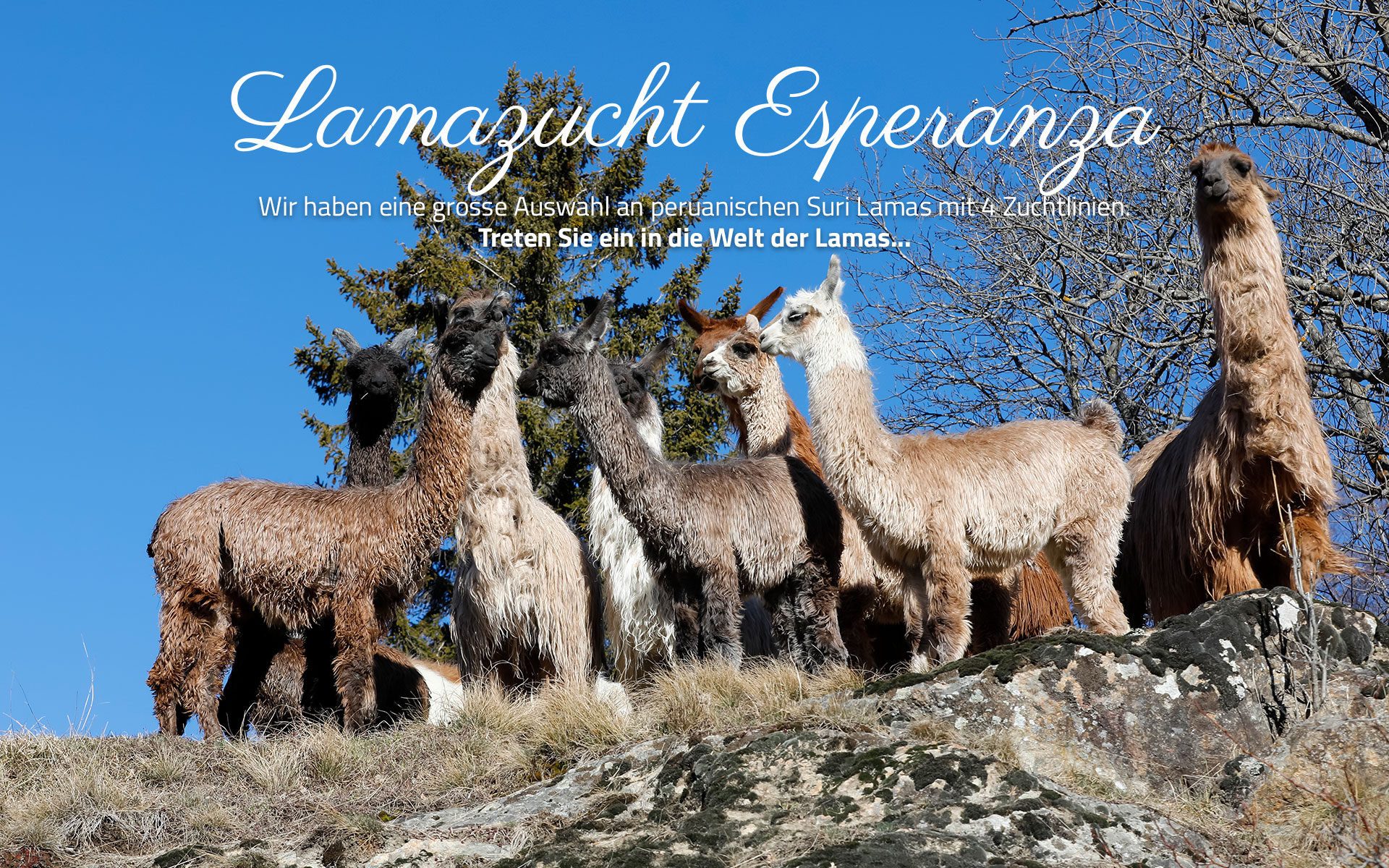 Responsive image