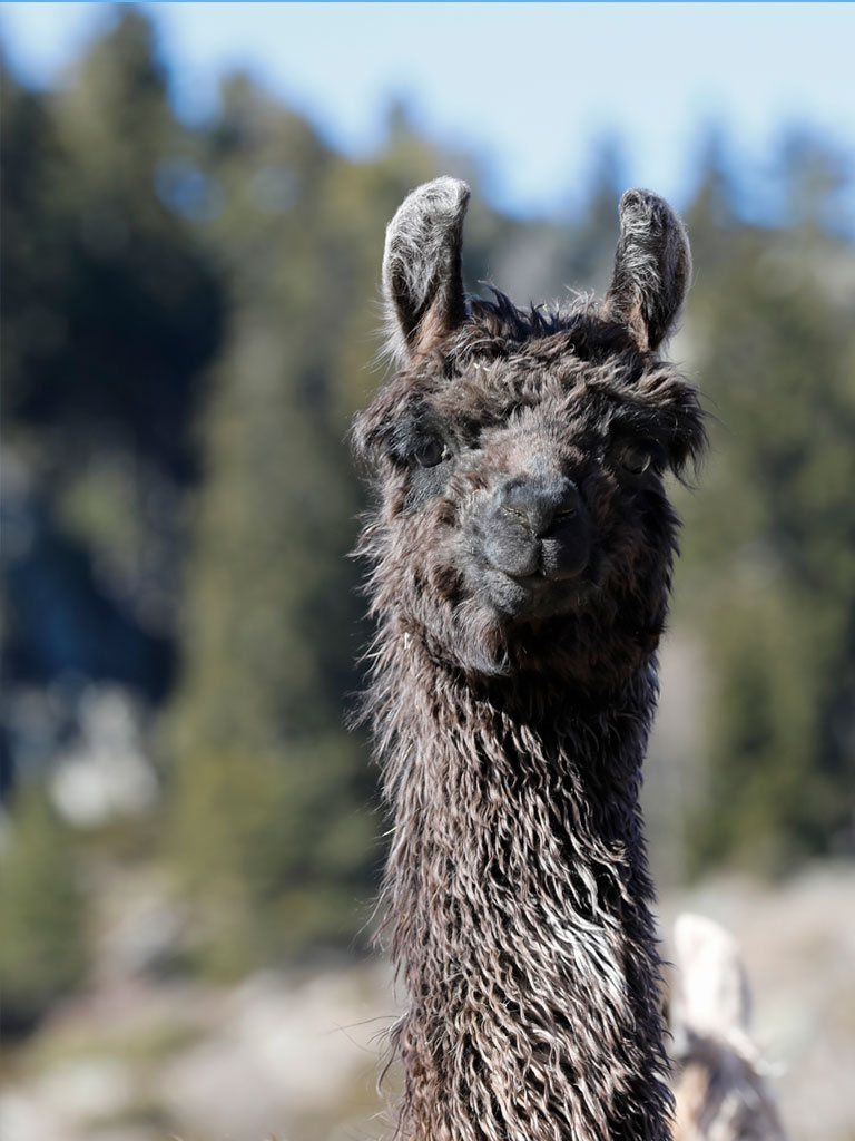 Balou Suri Lama Grand Champion