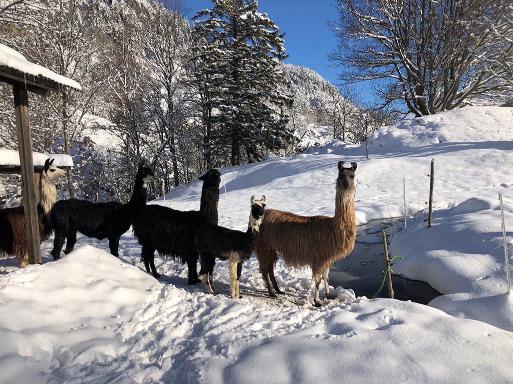 Suri Lamas im Schnee.