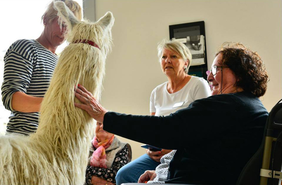 Suri Lamas im Altersheim Englisch-Gruss in Brig – eine unbekannte Umgebung für unsere Lamas