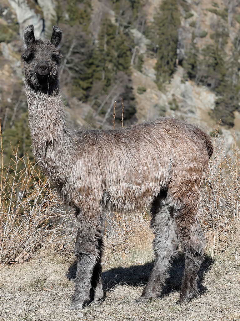 Suri Lamas Hengste
