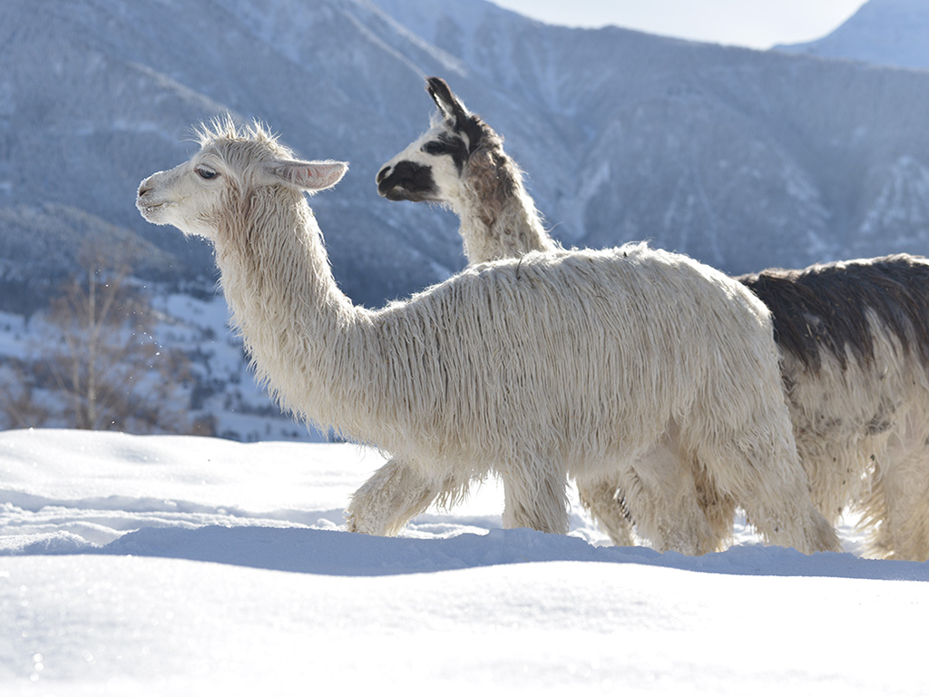 Suri Lamas im Schnee